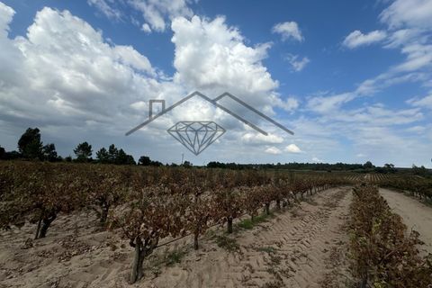 Terreno en Alpiarca, Santarem, Alpiarca - € 75.000 | Ref: DHTR-0007/24 - photo 5