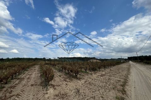 Terreno en Alpiarca, Santarem, Alpiarca - € 75.000 | Ref: DHTR-0007/24 - photo 6
