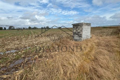 Helårsgrund i Chamusca, Santarem, Chamusca - € 315.000 | Ref: DHTR-0010/24 - foto 2