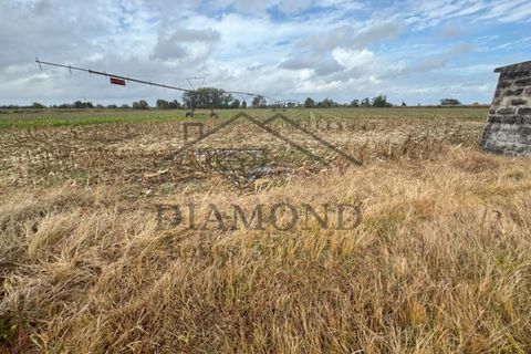 Helårsgrund i Chamusca, Santarem, Chamusca - € 315.000 | Ref: DHTR-0010/24 - foto 3