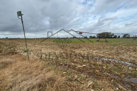 Helårsgrund i Chamusca, Santarem, Chamusca - € 315.000 | Ref: DHTR-0010/24 - foto 4