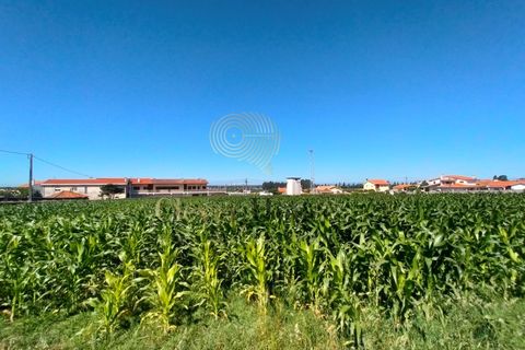 Tomt i Gandra, Braga, Gandra - € 1 200 000 | Ref: SÒL_2692 - foto 9