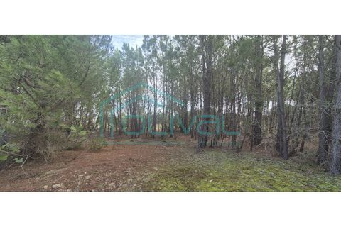 Helårsgrund i Benavente, Santarem, Benavente - € 105.000 | Ref: TER_2026 - foto 8