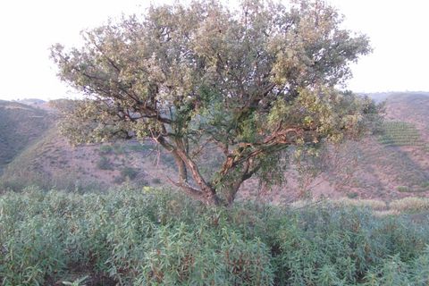 Helårsgrund i Castro Marim, Faro, Castro Marim - € 19.000 | Ref: 4001-012 - foto 2