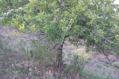 Helårsgrund i Castro Marim, Faro, Castro Marim - € 19.000 | Ref: 4001-012 - foto 17