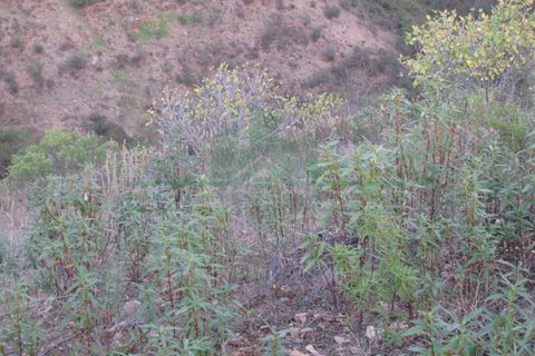 Helårsgrund i Castro Marim, Faro, Castro Marim - € 19.000 | Ref: 4001-012 - foto 23