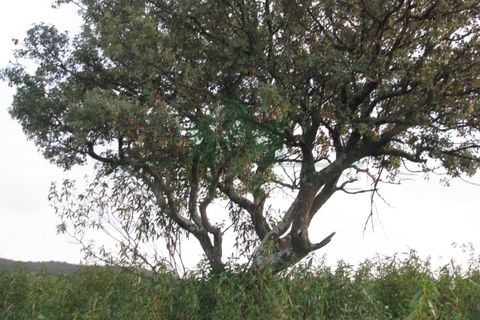 Helårsgrund i Castro Marim, Faro, Castro Marim - € 19.000 | Ref: 4001-012 - foto 24
