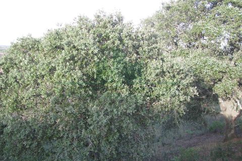 Helårsgrund i Castro Marim, Faro, Castro Marim - € 16.000 | Ref: 4001-010 - foto 13