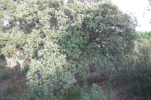 Helårsgrund i Castro Marim, Faro, Castro Marim - € 16.000 | Ref: 4001-010 - foto 15
