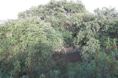 Helårsgrund i Castro Marim, Faro, Castro Marim - € 16.000 | Ref: 4001-010 - foto 16