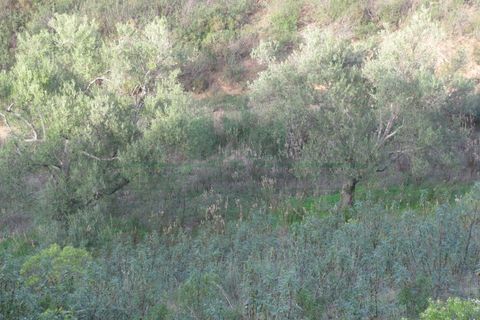 Helårsgrund i Castro Marim, Faro, Castro Marim - € 16.000 | Ref: 4001-010 - foto 20