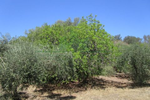 Helårsgrund i Castro Marim, Faro, Castro Marim - € 19.000 | Ref: 2001-120 - foto 4