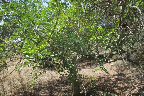 Helårsgrund i Castro Marim, Faro, Castro Marim - € 19.000 | Ref: 2001-120 - foto 12