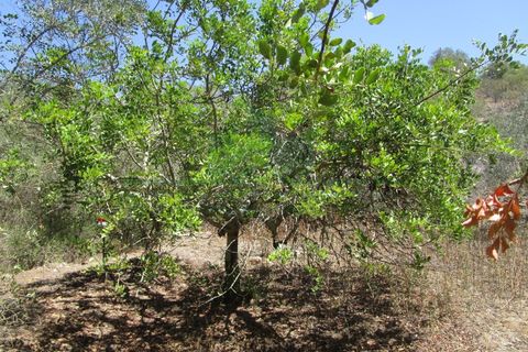 Helårsgrund i Castro Marim, Faro, Castro Marim - € 19.000 | Ref: 2001-120 - foto 15