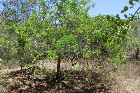 Helårsgrund i Castro Marim, Faro, Castro Marim - € 19.000 | Ref: 2001-120 - foto 16
