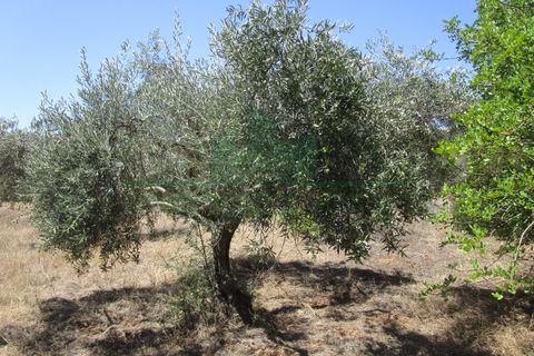 Helårsgrund i Castro Marim, Faro, Castro Marim - € 19.000 | Ref: 2001-120 - foto 18