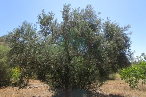 Helårsgrund i Castro Marim, Faro, Castro Marim - € 19.000 | Ref: 2001-120 - foto 19