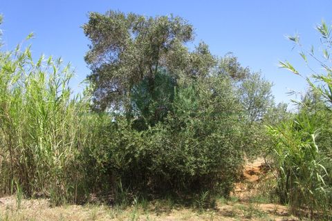 Helårsgrund i Castro Marim, Faro, Castro Marim - € 19.000 | Ref: 2001-119 - foto 3