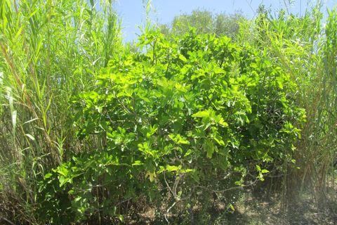 Helårsgrund i Castro Marim, Faro, Castro Marim - € 19.000 | Ref: 2001-119 - foto 8