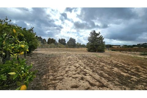 Farm i Aveiras de Cima, Lisbon, Aveiras de Cima - € 1.250.000 | Ref: MAS_296 - foto 12