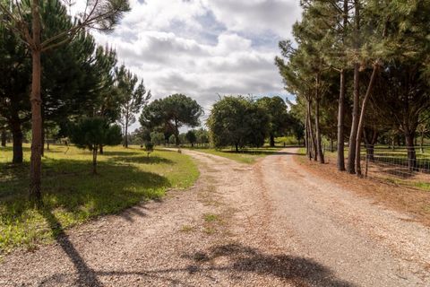Landejendom i Alcacer do Sal, Setubal, Alcacer do Sal - € 3.900.000 | Ref: 1820 - foto 17