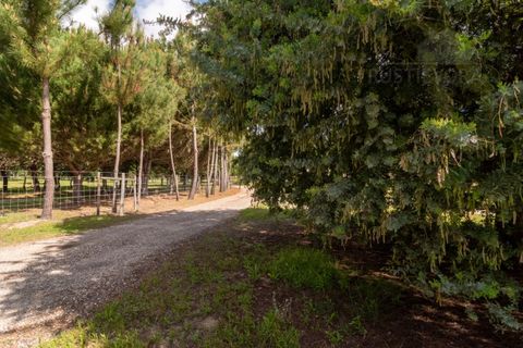 Landejendom i Alcacer do Sal, Setubal, Alcacer do Sal - € 3.900.000 | Ref: 1820 - foto 19