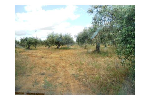 Erhvervsejendom i Elvas, Portalegre, Elvas - € 230.000 | Ref: 516 - foto 16