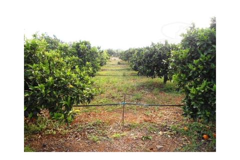 Erhvervsejendom i Elvas, Portalegre, Elvas - € 230.000 | Ref: 516 - foto 17