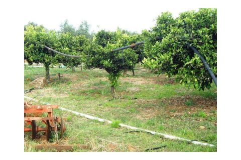 Erhvervsejendom i Elvas, Portalegre, Elvas - € 230.000 | Ref: 516 - foto 28