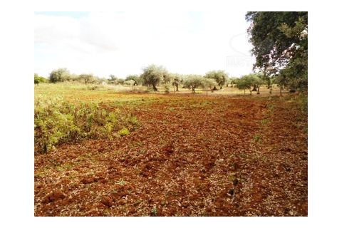 Erhvervsejendom i Elvas, Portalegre, Elvas - € 230.000 | Ref: 516 - foto 32