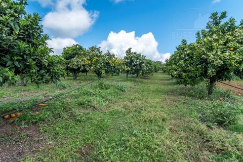 Erhvervsejendom i Elvas, Portalegre, Elvas - € 230.000 | Ref: 516 - foto 47