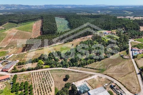 Farm i Bombarral, Leiria, Bombarral - € 330.000 | Ref: K366 - foto 23