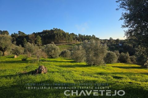 Terra em Abrantes, Santarem, Abrantes - € 30.000 | Ref: 612/26 - foto 2