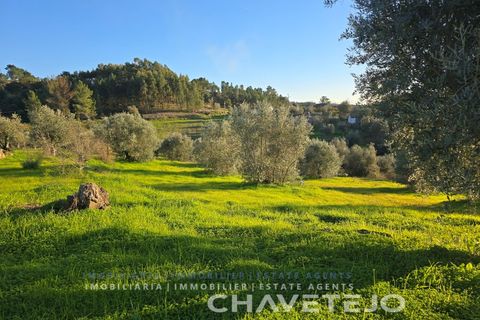 Terra em Abrantes, Santarem, Abrantes - € 30.000 | Ref: 612/26 - foto 3