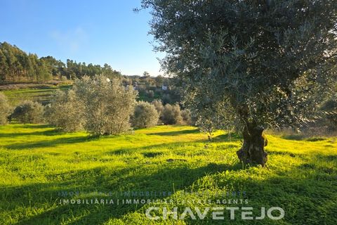 Terra em Abrantes, Santarem, Abrantes - € 30.000 | Ref: 612/26 - foto 7