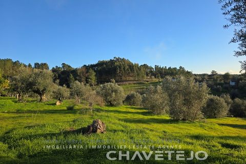 Terra em Abrantes, Santarem, Abrantes - € 30.000 | Ref: 612/26 - foto 9