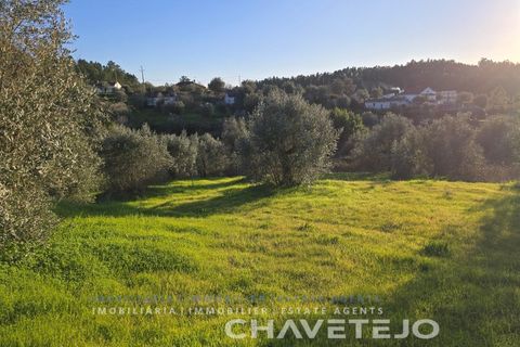 Terra em Abrantes, Santarem, Abrantes - € 30.000 | Ref: 612/26 - foto 11