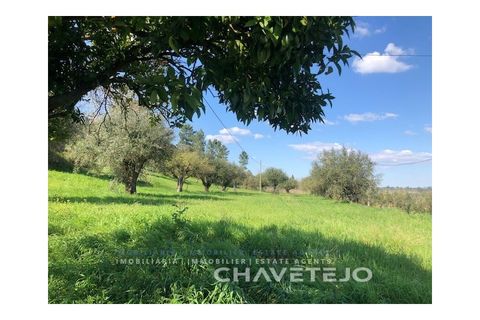 Landejendom i Tomar, Santarem, Tomar - € 250.000 | Ref: 828/19 - foto 8