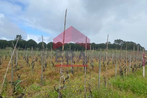 Terra a Bombarral, Leiria, Bombarral - € 95.000 | Ref: 130240081 - foto 2