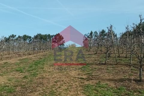 Terra a Bombarral, Leiria, Bombarral - € 1.280.000 | Ref: 130230068 - foto 3