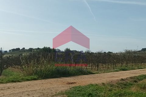Terra a Bombarral, Leiria, Bombarral - € 1.280.000 | Ref: 130230068 - foto 4