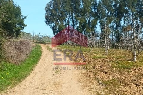 Terra a Bombarral, Leiria, Bombarral - € 1.280.000 | Ref: 130230068 - foto 7