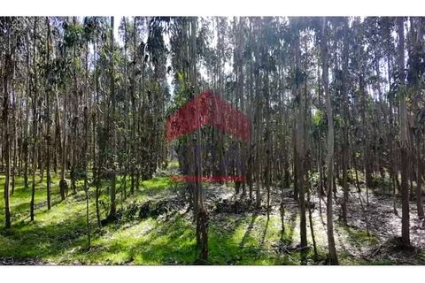 Terreno en Vau, Leiria, Vau - € 35.000 | Ref: 150260031 - photo 4