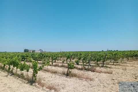 Helårsgrund i Montijo, Setubal, Montijo - € 2.000.000 | Ref: TERFIF002 - foto 1