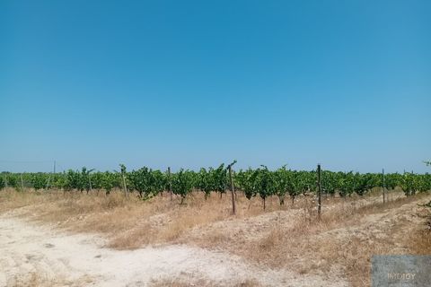 Helårsgrund i Montijo, Setubal, Montijo - € 2.000.000 | Ref: TERFIF002 - foto 14
