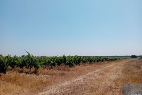 Helårsgrund i Montijo, Setubal, Montijo - € 2.000.000 | Ref: TERFIF002 - foto 16