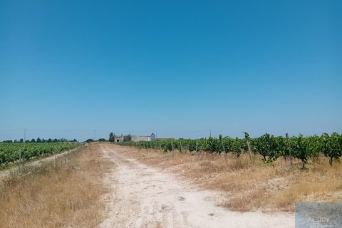 Helårsgrund i Montijo, Setubal, Montijo - € 2.000.000 | Ref: TERFIF002 - foto 17
