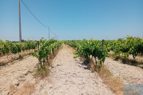 Helårsgrund i Montijo, Setubal, Montijo - € 2.000.000 | Ref: TERFIF002 - foto 19