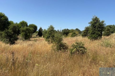 Terreno en Castelo Branco, Castelo Branco, Castelo Branco - € 750.000 | Ref: TERJL019 - photo 4