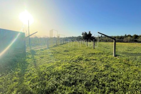 Terra a Caminha, Viana do Castelo, Caminha - € 40.500 | Ref: B2911 - foto 4
